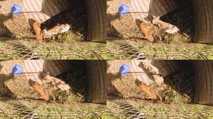 两只小猪的俯视图仍然被拍摄出来，在非常简单的可怜的人做的栅栏笼子里，蓝色的喂食盒在阳光明媚的草地上遮
