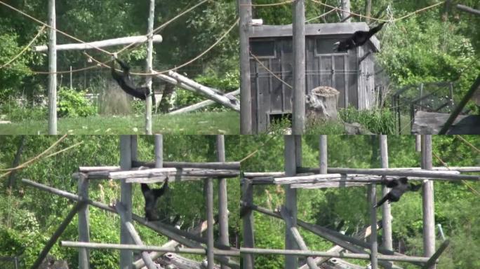 黑白疣猴在树上摇摆 (高清)