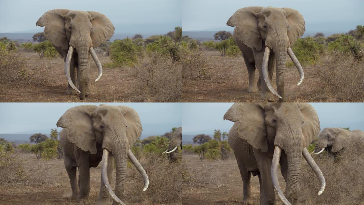 古老的非洲象，长着强壮的象牙，走向镜头，又走到贫瘠的草原上。长着长牙的大象。纪录片镜头