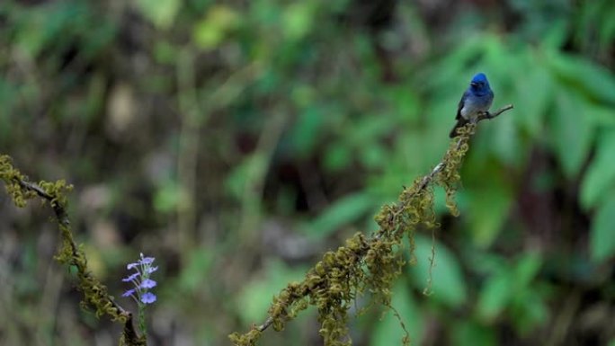 黑斑斑蝶坐在印度森林的树枝上