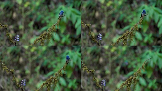 黑斑斑蝶坐在印度森林的树枝上