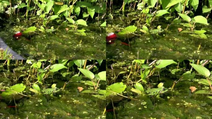 池塘里的青蛙3