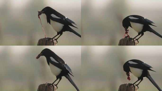 喜鹊鸟在木杆上吃长虫食物在木杆上与模糊背景