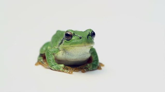青蛙视频素材抠像带透明通道绿屏绿幕