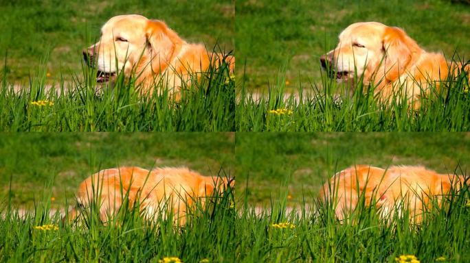 金狗在草地上玩耍