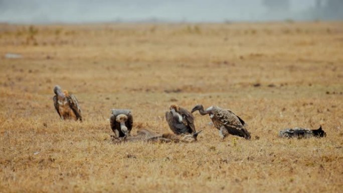 在肯尼亚安博塞利国家公园的干燥贫瘠草地上，以腐肉为食的秃鹰
