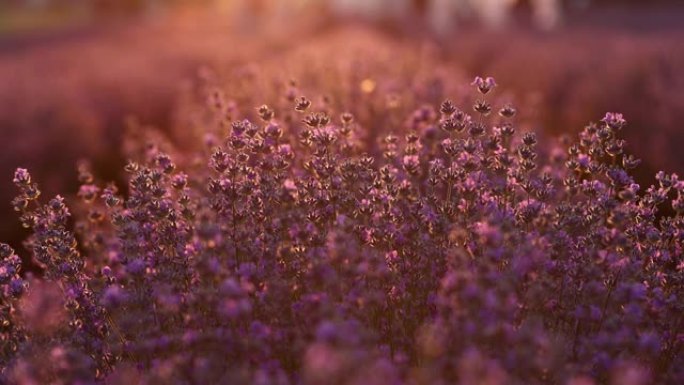 盛开的紫色薰衣草田地，日落时分，蜜蜂在放飞授粉。法国普罗旺斯。薰衣草花泉背景与美丽的色彩和波克灯。