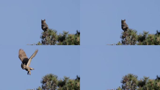 大角猫头鹰，加利福尼亚州雷耶斯角