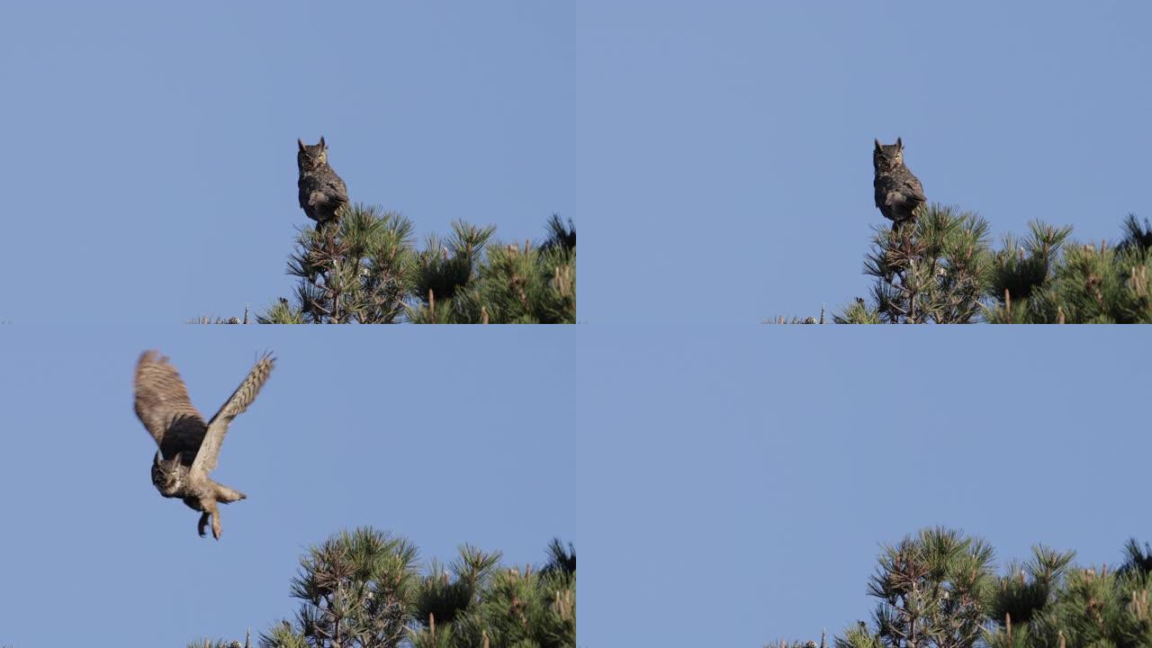 大角猫头鹰，加利福尼亚州雷耶斯角