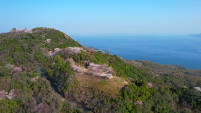 香川县三洋市的盐得山的樱花和濑户内海