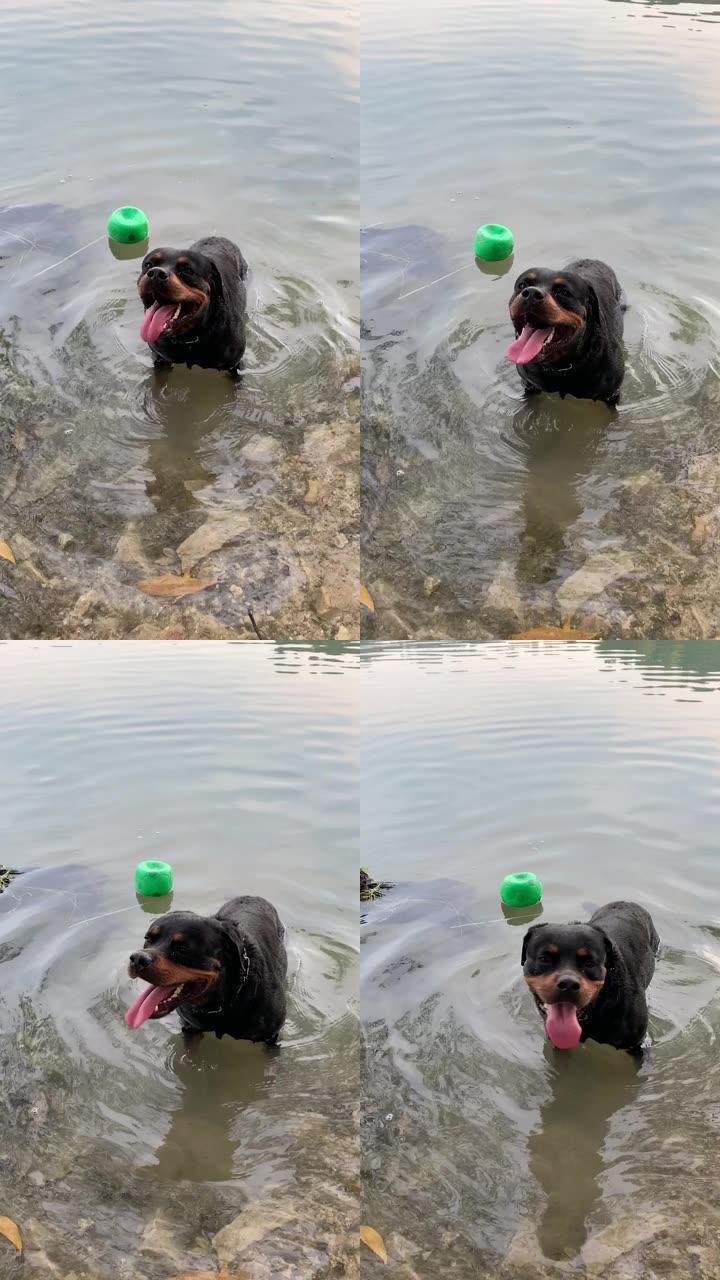 游泳后，湖里的狗罗威纳犬用力喘着气，舌头伸出。