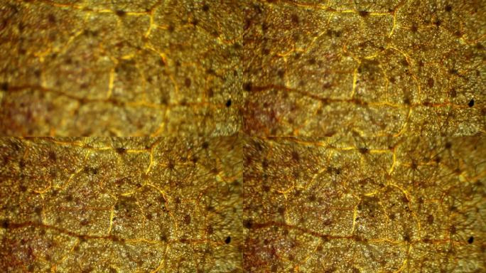 显微镜下的山毛榉叶