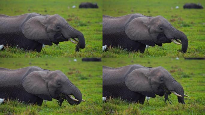 慢动作雄伟的大象在肯尼亚安博塞利国家公园的浅湿地上咀嚼植物