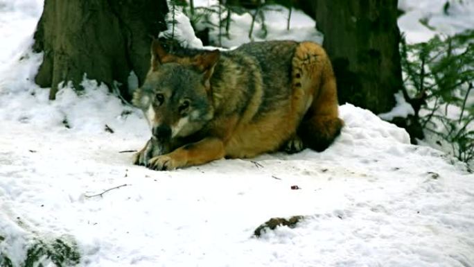 狼在冬天穿过森林地区