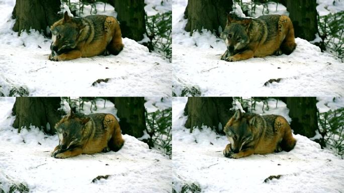 狼在冬天穿过森林地区