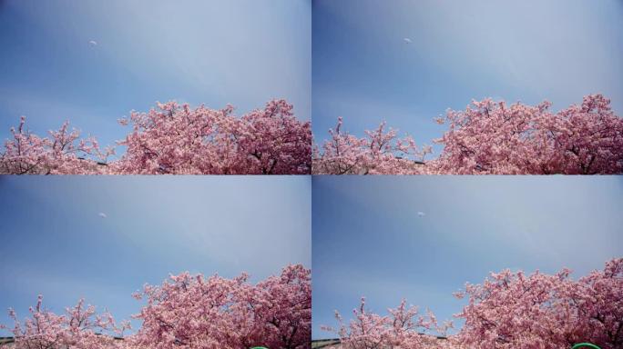 4K，缓慢，美丽的浅粉色樱花看起来清新舒适，美丽的樱花在树枝上樱花树它是美丽的灌木丛，这是冬天樱花盛