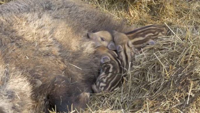 欧洲野生宝来的可爱仔猪的特写镜头从母亲的乳房中喝奶