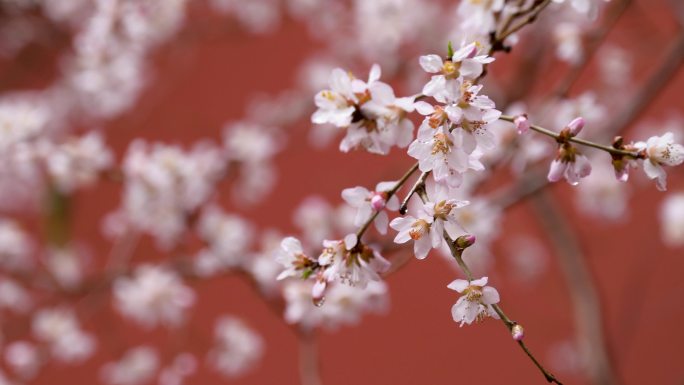 红墙桃花写意唯美空镜头