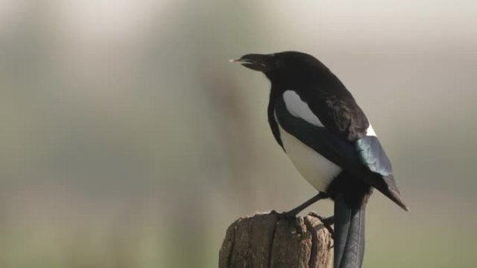 喜鹊鸟在木杆上吃长虫食物，木杆上特写镜头