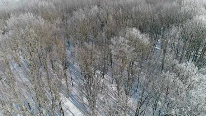 冬季森林鸟瞰图白色裸树雪
