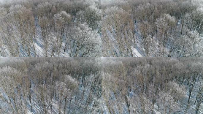 冬季森林鸟瞰图白色裸树雪