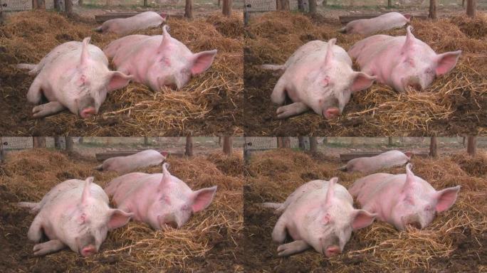 快乐的猪在稻草里睡觉和打哈欠