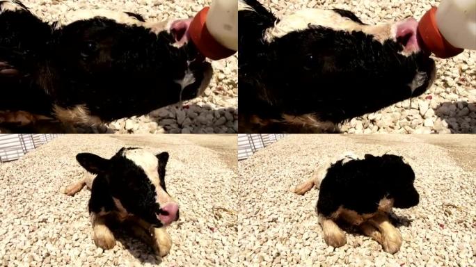 小牛从奶瓶中饮用