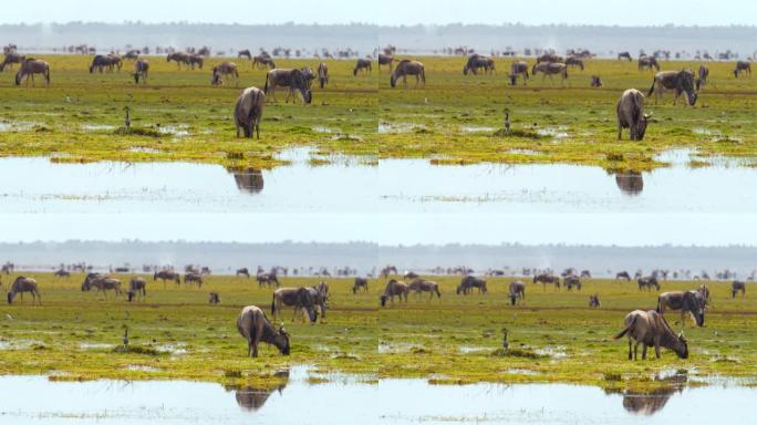 肯尼亚安博塞利国家公园湿地上和平放牧的大量牛羚