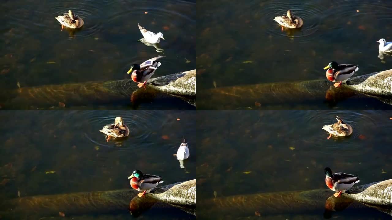 河鸥和鸭