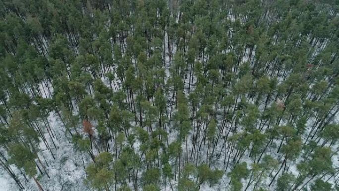冬季森林鸟瞰图自然风光树木