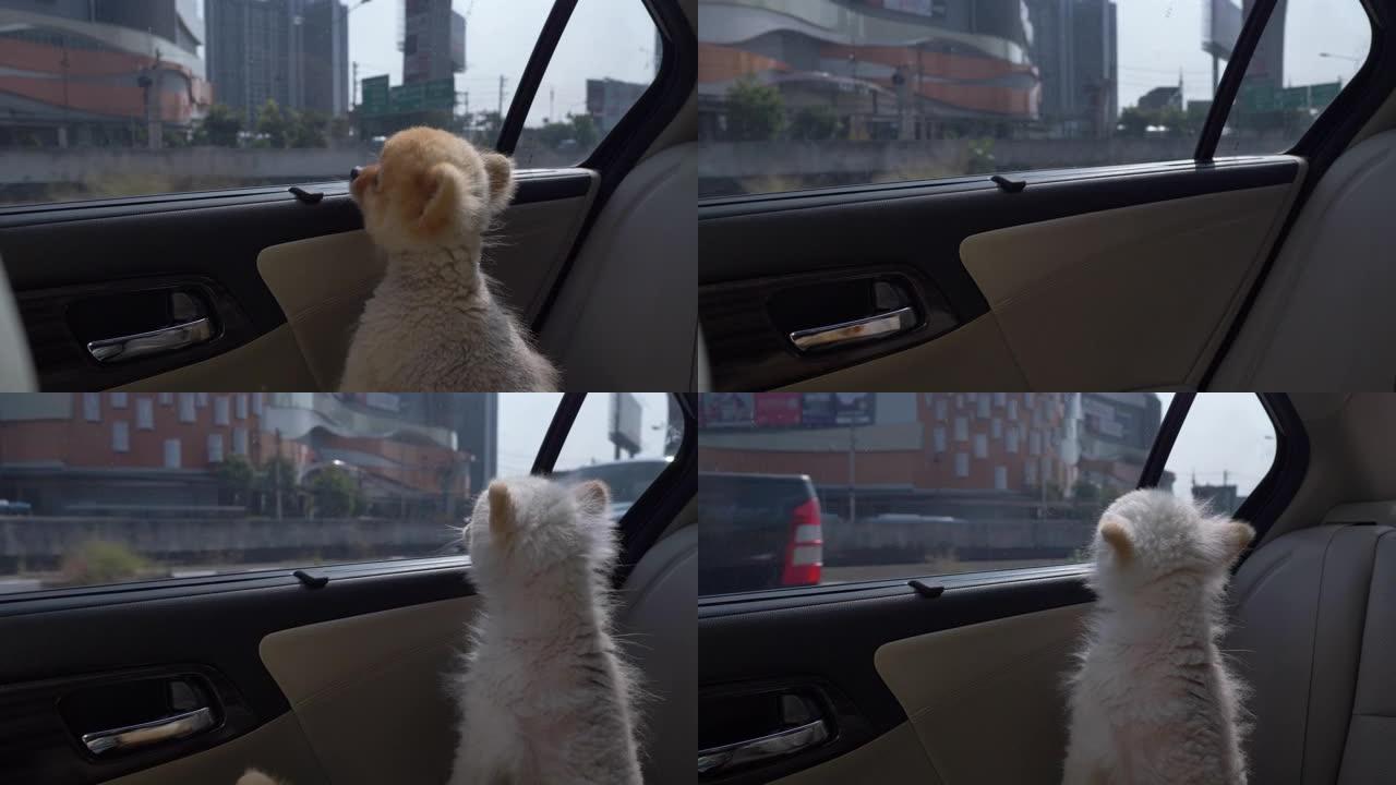 可爱的白色博美犬小狗看着窗外的移动汽车，慢动作场景
