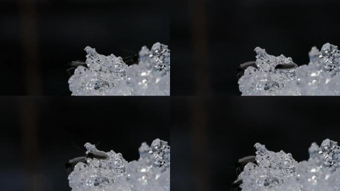 蚊子和雪雪水晶特写