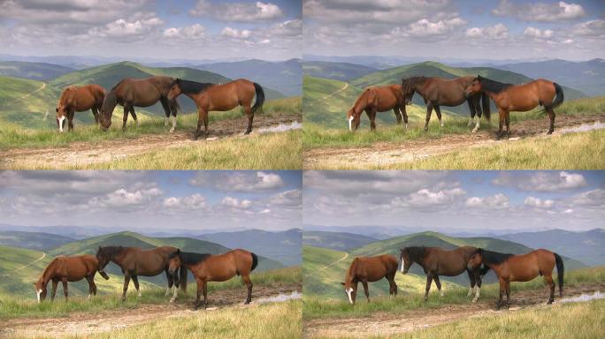 三匹马在山区草地上放牧