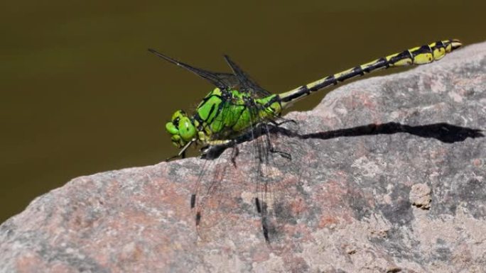 绿色蛇尾蜻蜓的慢动作