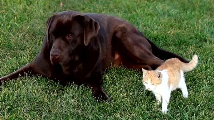 棕色拉布拉多犬的橙色小猫