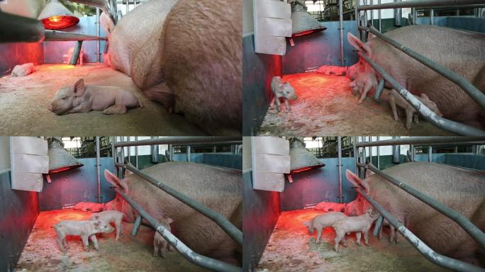 现代农场、母猪和小猪