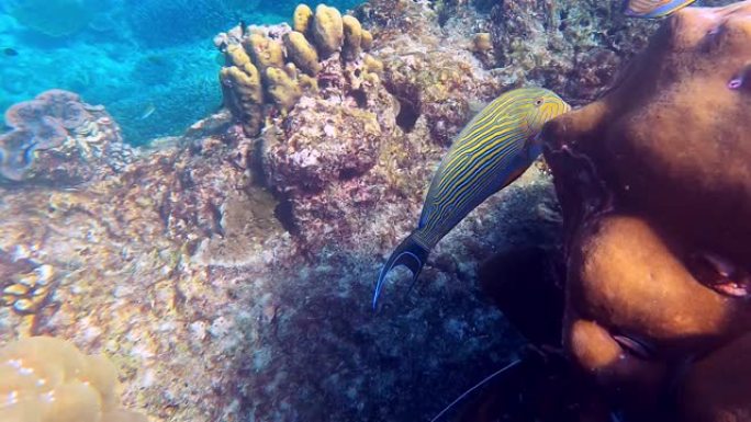 美丽的珊瑚鱼在素林群岛国家公园热带珊瑚礁，攀牙，泰国。