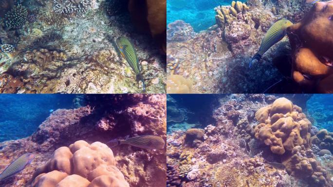 美丽的珊瑚鱼在素林群岛国家公园热带珊瑚礁，攀牙，泰国。