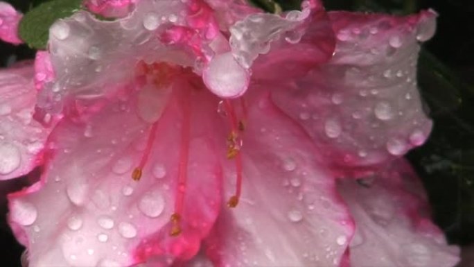 倾盆大雨遇见花瓣
