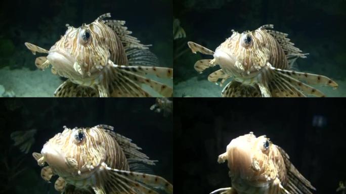 美丽的狮子鱼正游过水族馆 (高清)