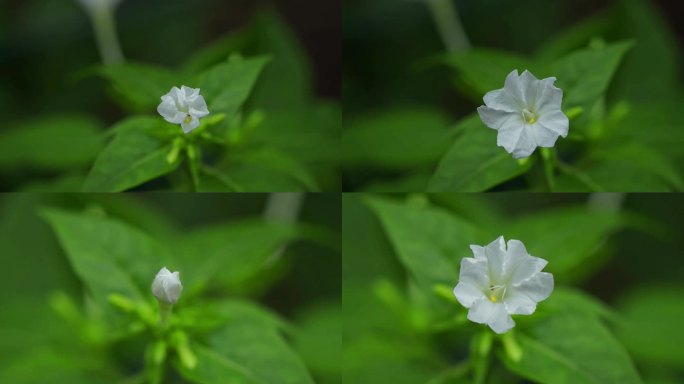 紫茉莉 地雷花 白色 延时 摄影