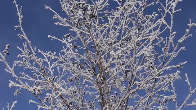 树枝上的新鲜白霜
