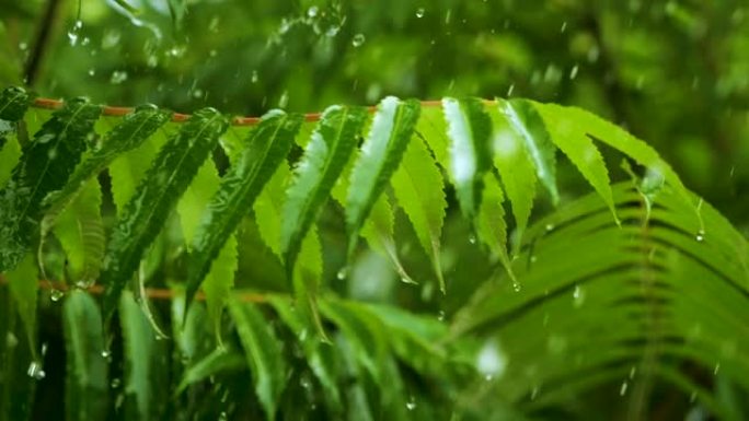 慢动作雨滴在雨中从绿叶蕨类植物中滴落。平静放松的冥想平静的背景。降雨丛林，鲜叶蕨带水滴生态系统保护环