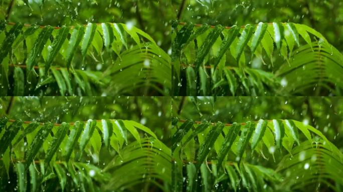 慢动作雨滴在雨中从绿叶蕨类植物中滴落。平静放松的冥想平静的背景。降雨丛林，鲜叶蕨带水滴生态系统保护环