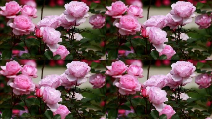 玫瑰灌木花