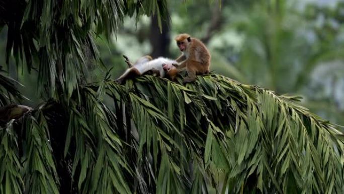 野生猕猴 (猕猴): 斯里兰卡