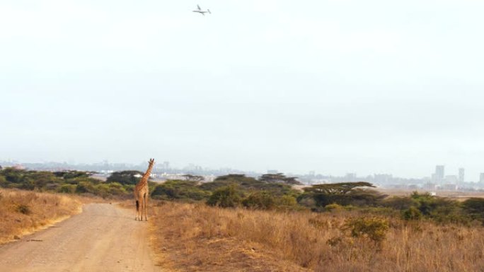 WS长颈鹿看着轻型私人飞机起飞进行休闲飞行