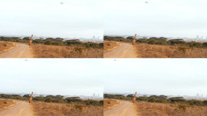 WS长颈鹿看着轻型私人飞机起飞进行休闲飞行