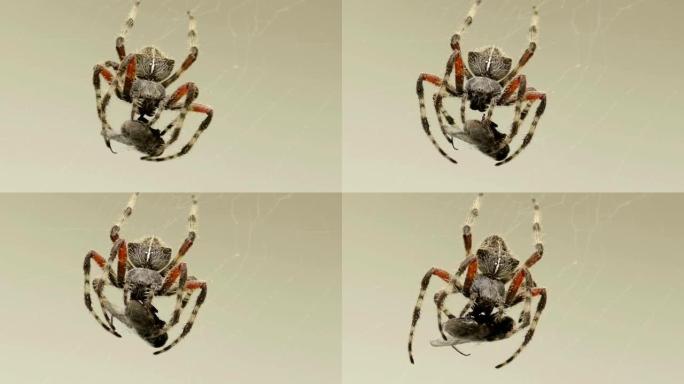 加州Orb蜘蛛吃苍蝇宏观视图