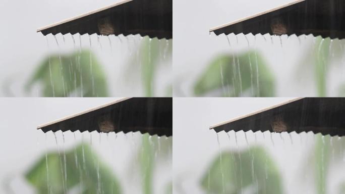 热带雨